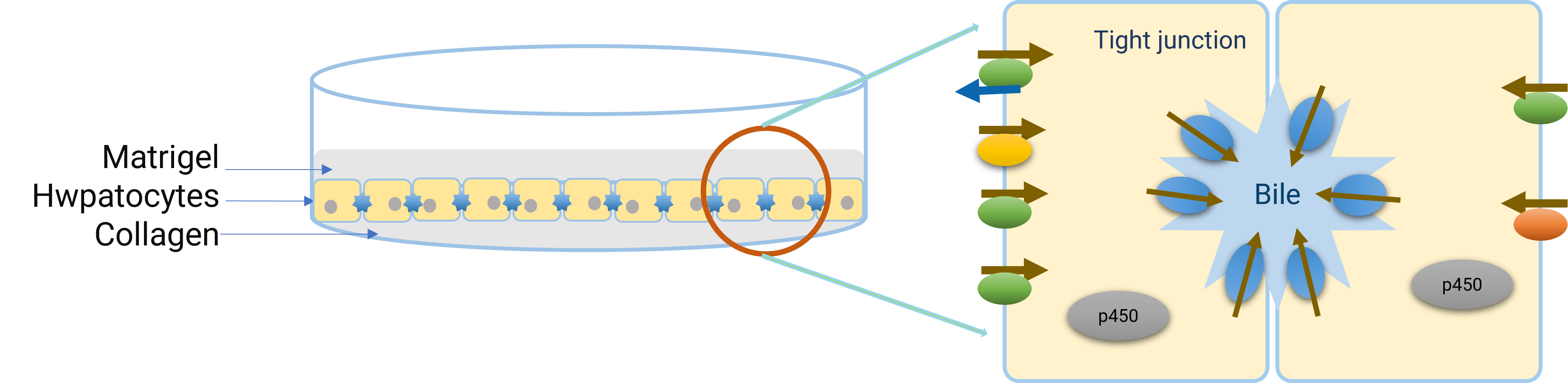 Figure 4. Diagram of a "Sandwich" cultured hepatocyte model